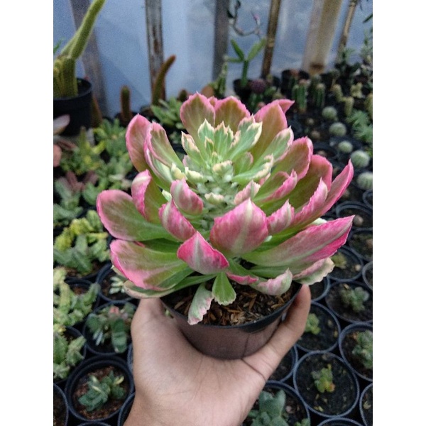 monadenium stapeliolides | monadenium korean