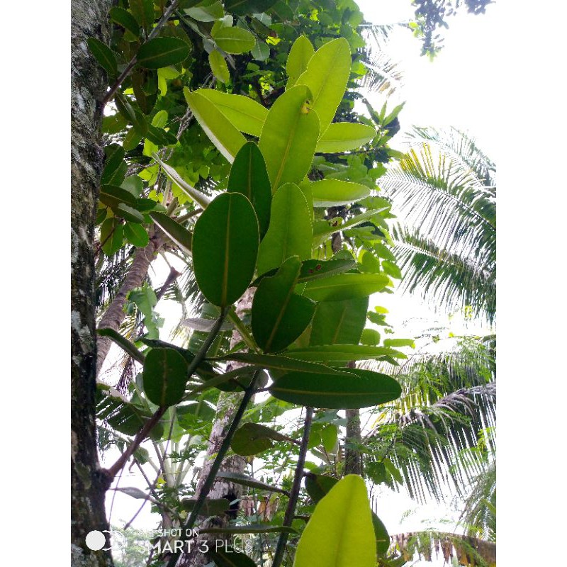 

daun nyamplung/500gr