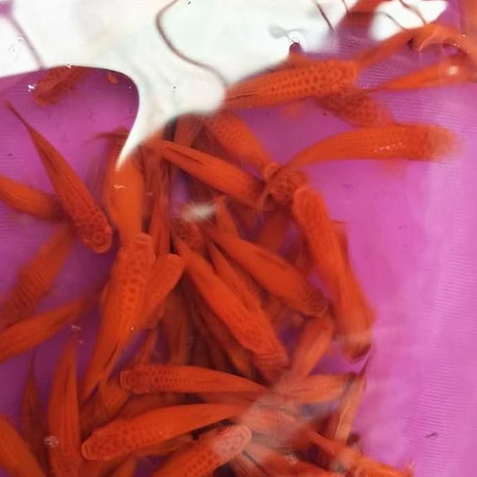 LJT bloodred swordtail fish broccoli fin brocolli