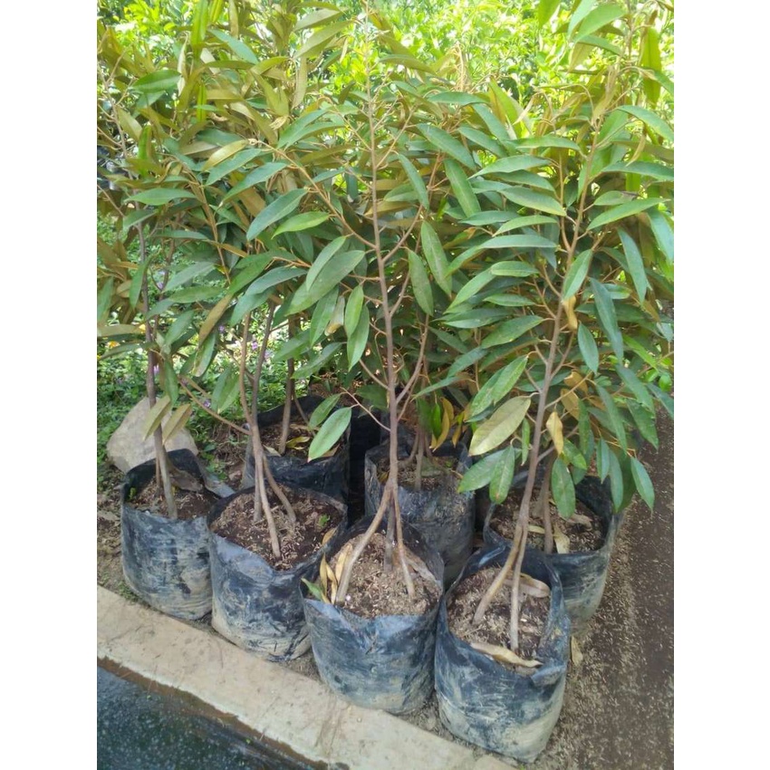 8 Bibit Durian Musang King + Pupuk NPK