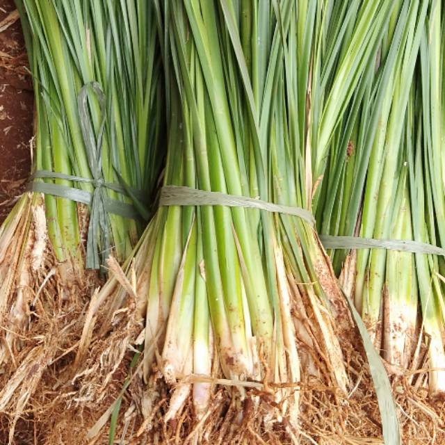 Rumput Vetiver Tanaman Anti Longsor 1000 batang rumput Vetiver