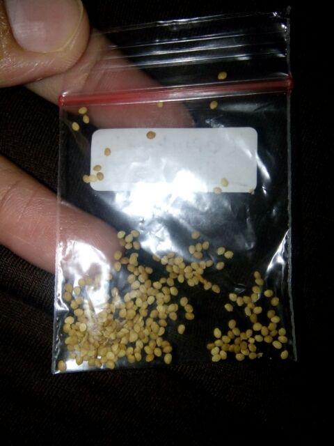 Paket Hemat Bibit Benih Biji Tanaman Ceplukan Ciplukan 300butir Gratis Polybag