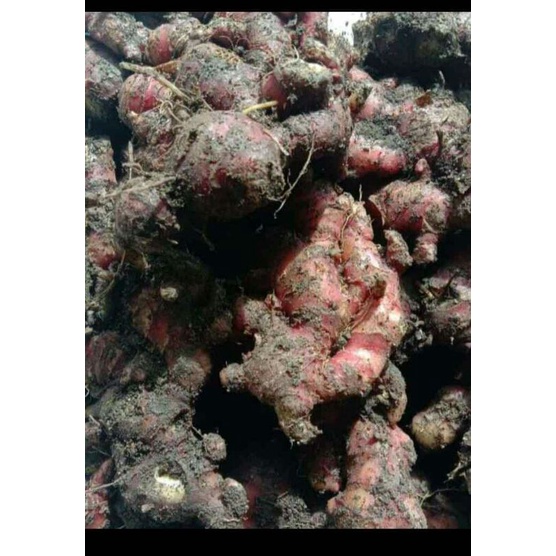 

jahe merah aselole