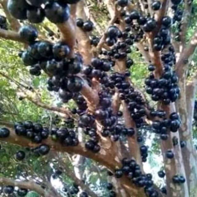 BIBIT ANGGUR POHON BRAZIL JENIS SABARA