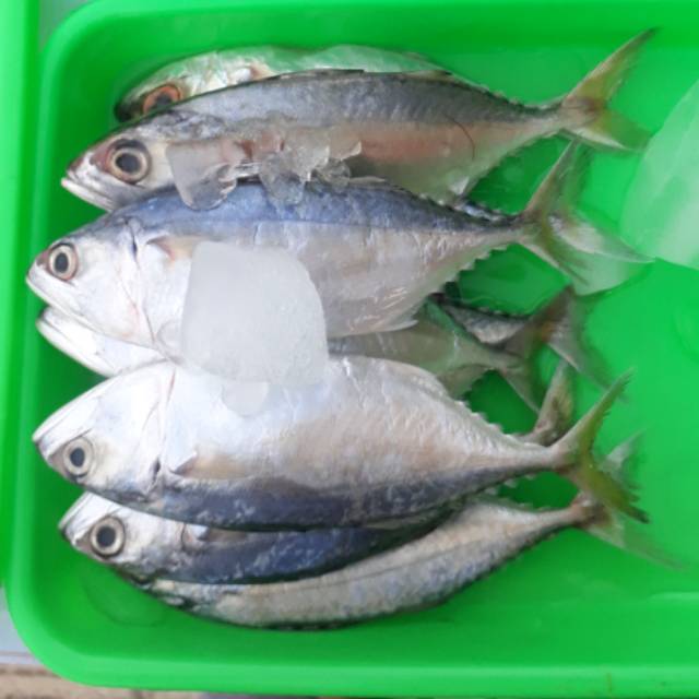 

Ikan laut fresh & frozen