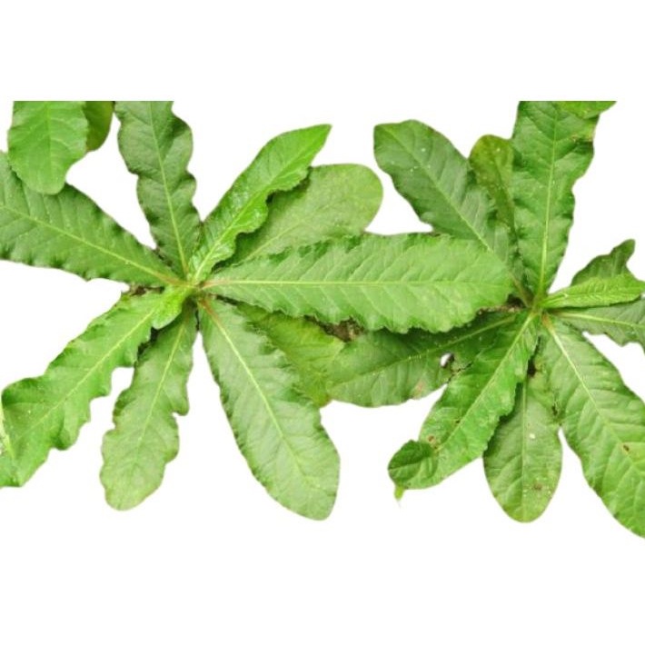 

Jual Daun tapak liman 500gram segar organik tapi kiman siap perik ke kebun