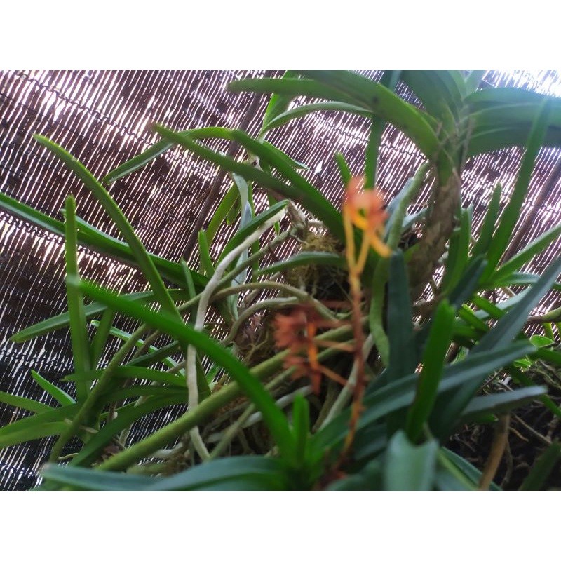 Tanaman Hias Anggrek Vanda Asco Mini