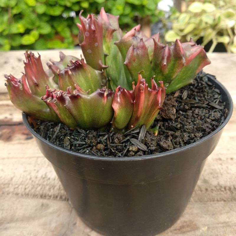 Euphorbia Lactea Red