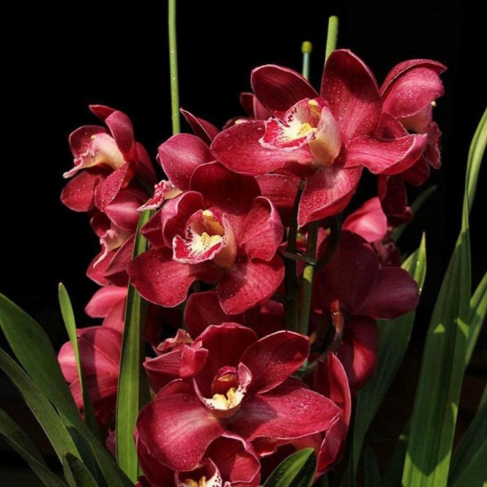 Anggrek Cymbidium Australia Red