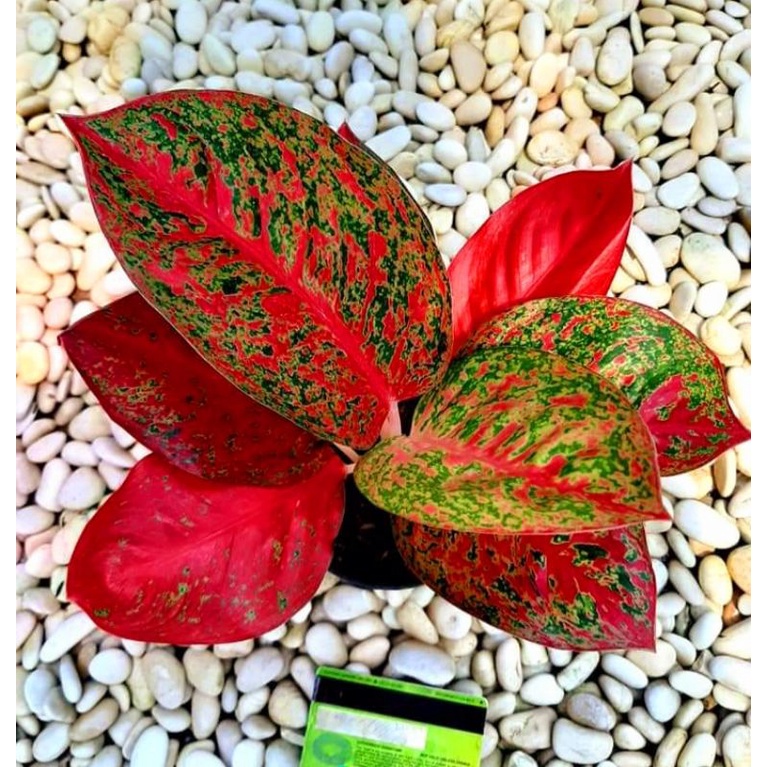 Aglonema Super Red Stardust Full Mutasi Cantik / Tanaman Hias Aglonema Red Stardust / Tanaman Hias H
