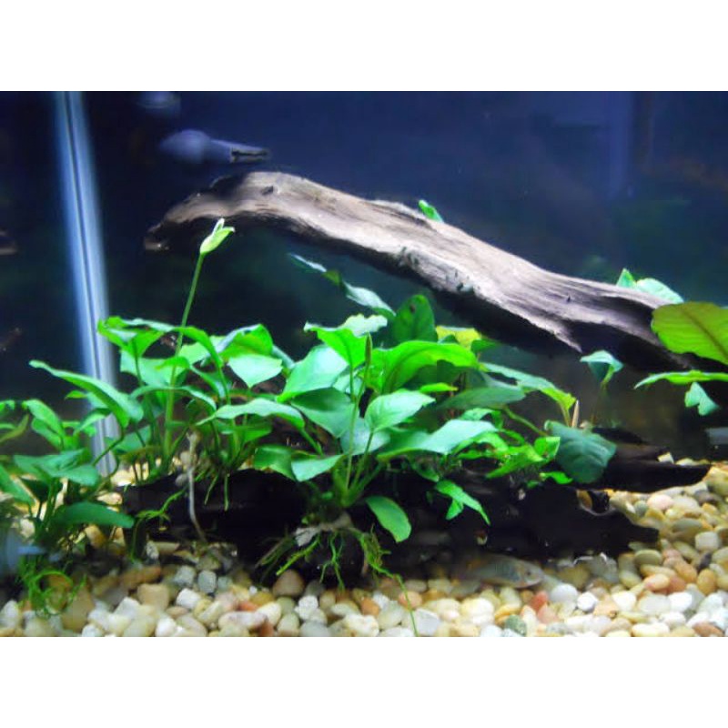 Paket Anubias nana & Anubias golden calon indukan (tanaman aquascape)