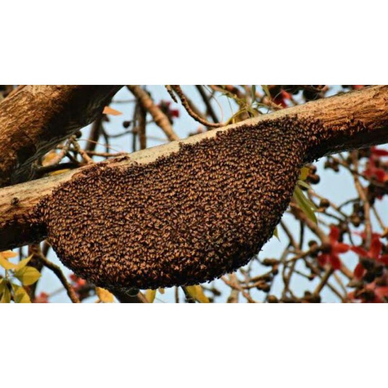 madu asli madu hutan madu tawon gong