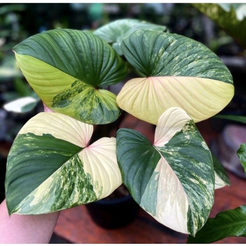 0bonggol homalomena varigata... di jamin original....