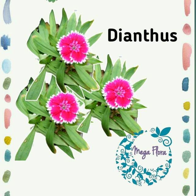 Tanaman Bunga Dianthus Pink Putih Hias Obat Herbal