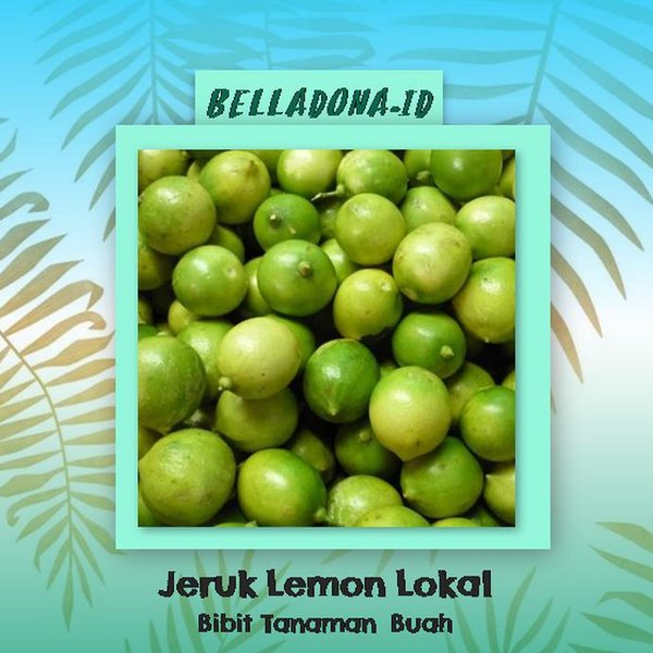 LAGI VIRAALL Pjr Bibit Tanaman Buah Jeruk Lemon Lokal 40Cm TOP MARKOTOP