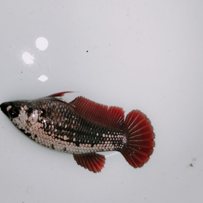 Cupang Betina Black samurai Vampire