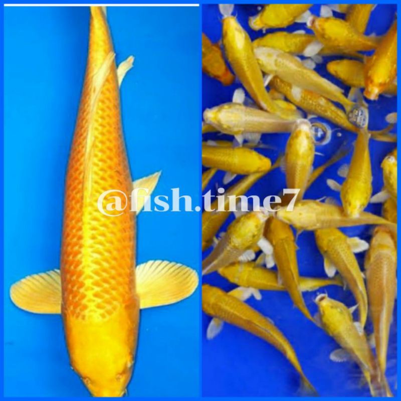 BIBIT IKAN KOI OGON (EMAS/ORANGE) KUMPAY/SLAYER SZ 5-8