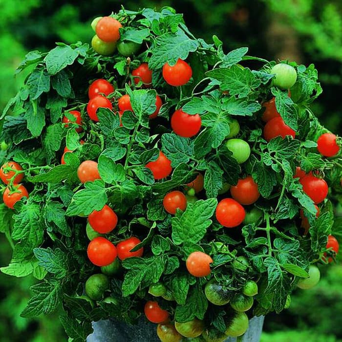 Benih Bibit Biji - Tomato (Cherry) Garden Pearl Tomat Ceri Seeds - IMPORT