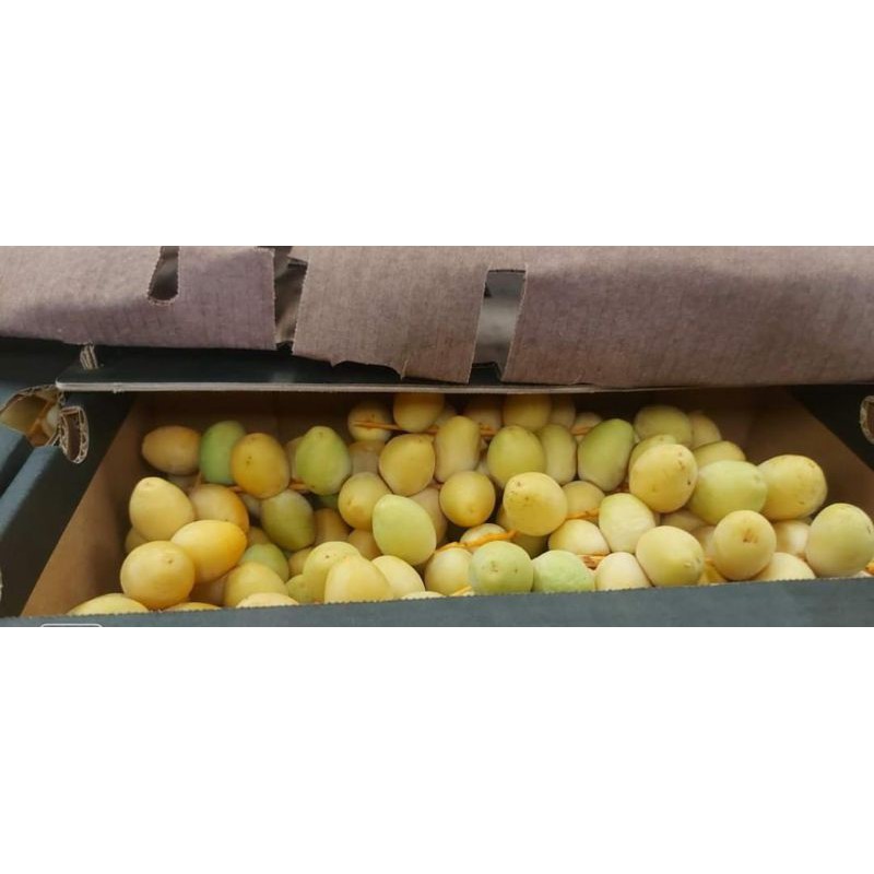 

kurma muda fresh nambia 500gr