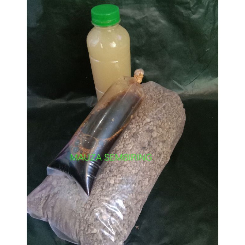 Paket Kultur Kutu air Moina dan DM