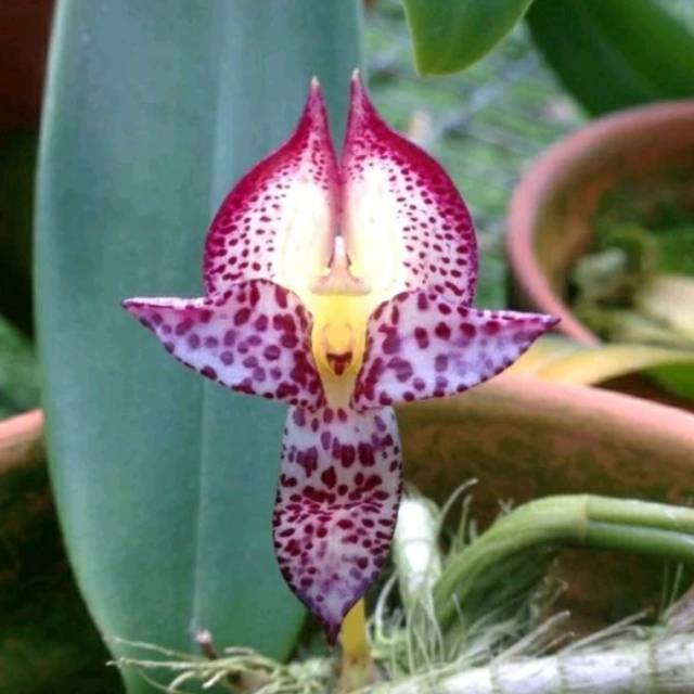 Bulbophyllum macranthum bulbo macharantum bulbopilum asli jawa anggrek spesies asli jawa