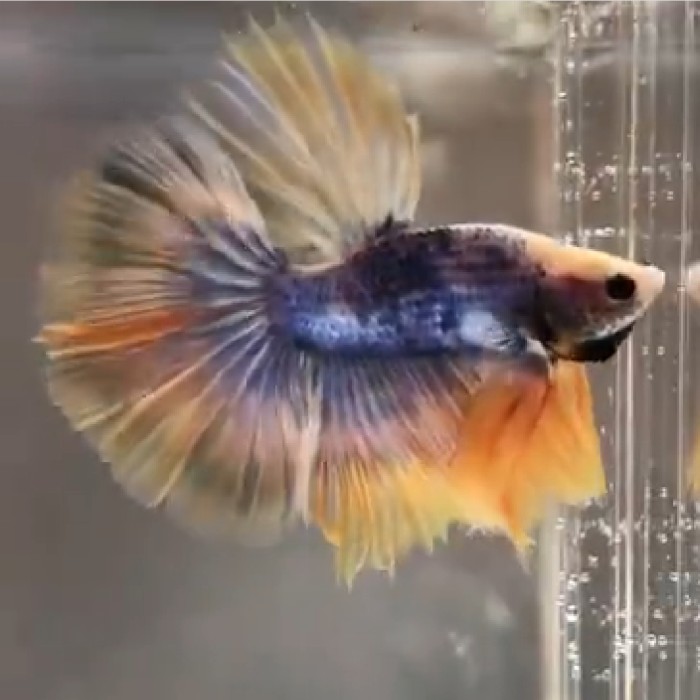 ikan cupang HM fancy ukuran L full mumer