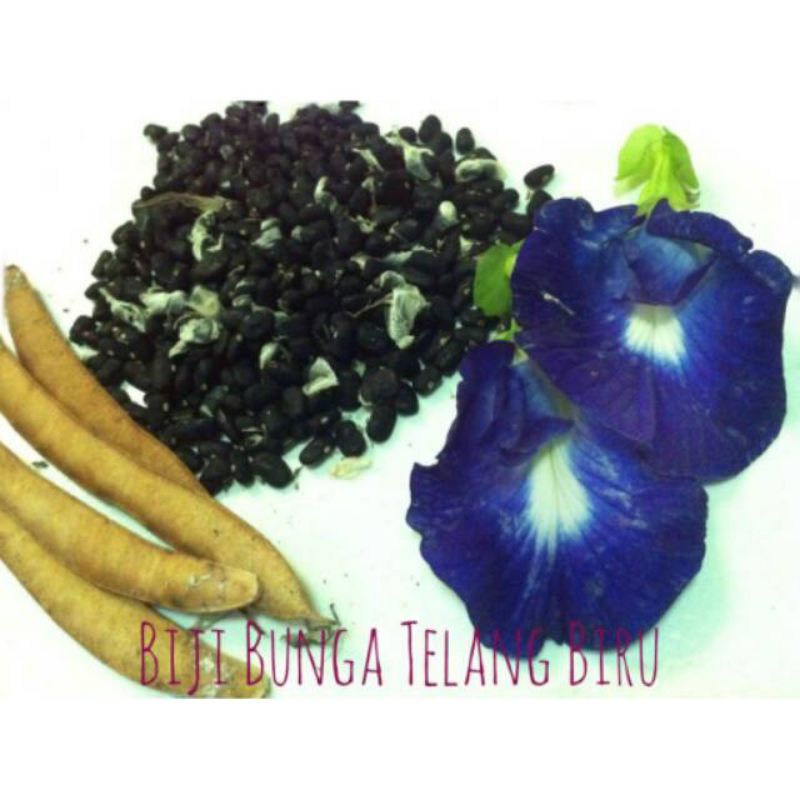 

Biji bunga Telang/20Biji