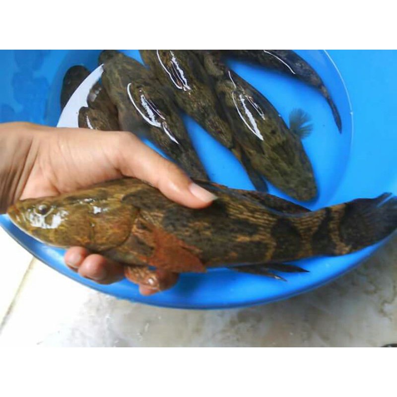 

Ikan BETUTU /Cimonong selai/ASAP khas maninjau 1kg