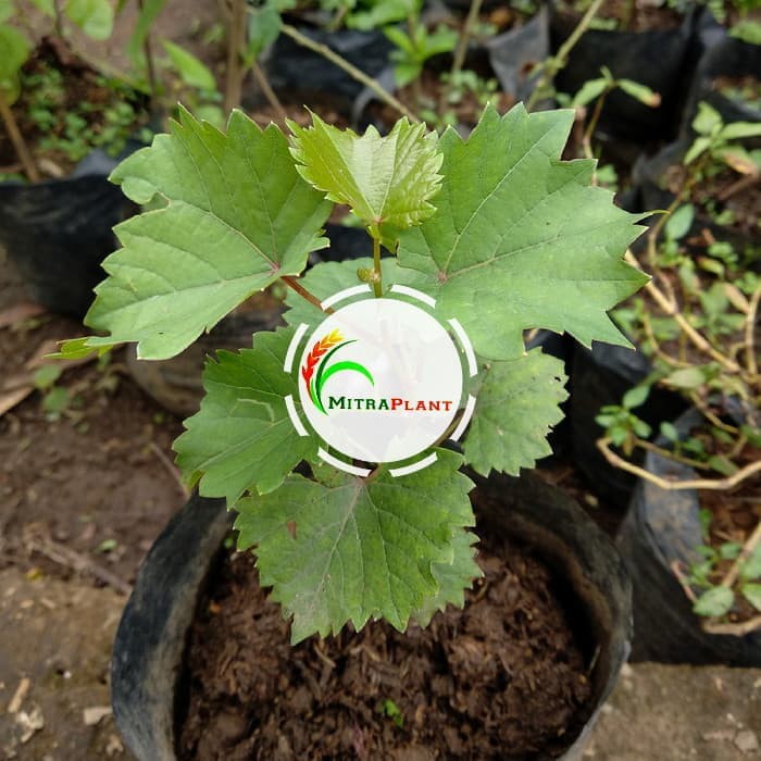 Bibit Tanaman Anggur Hijau Pohon Anggur Hijau Tanaman Buah Anggur Hijau