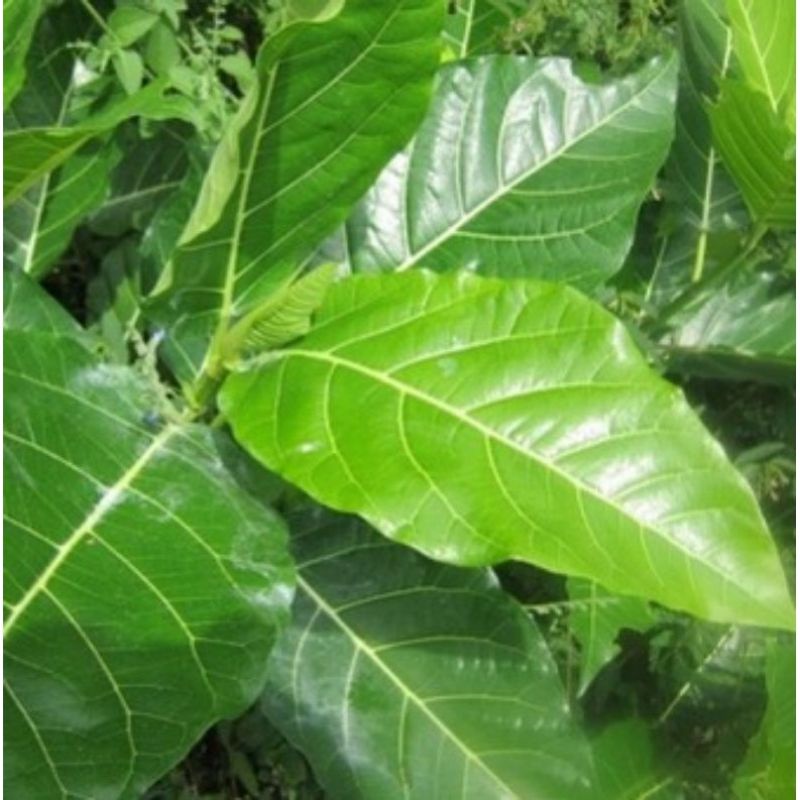 

promo daun awar awar per 10 lembar ficus septica awarawar tanaman herbal keluarga toga