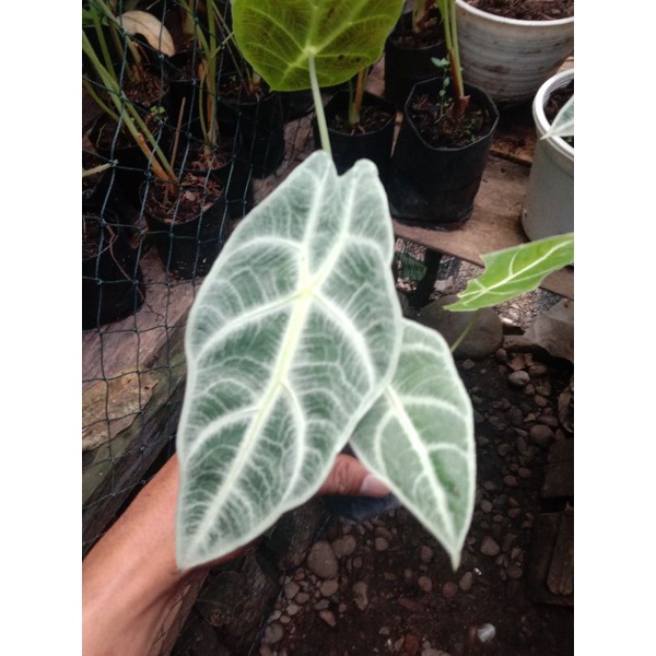 Alocasia/Alokasia watsoniana silver. Anakan 2/3/4 daun.Udah rawatan