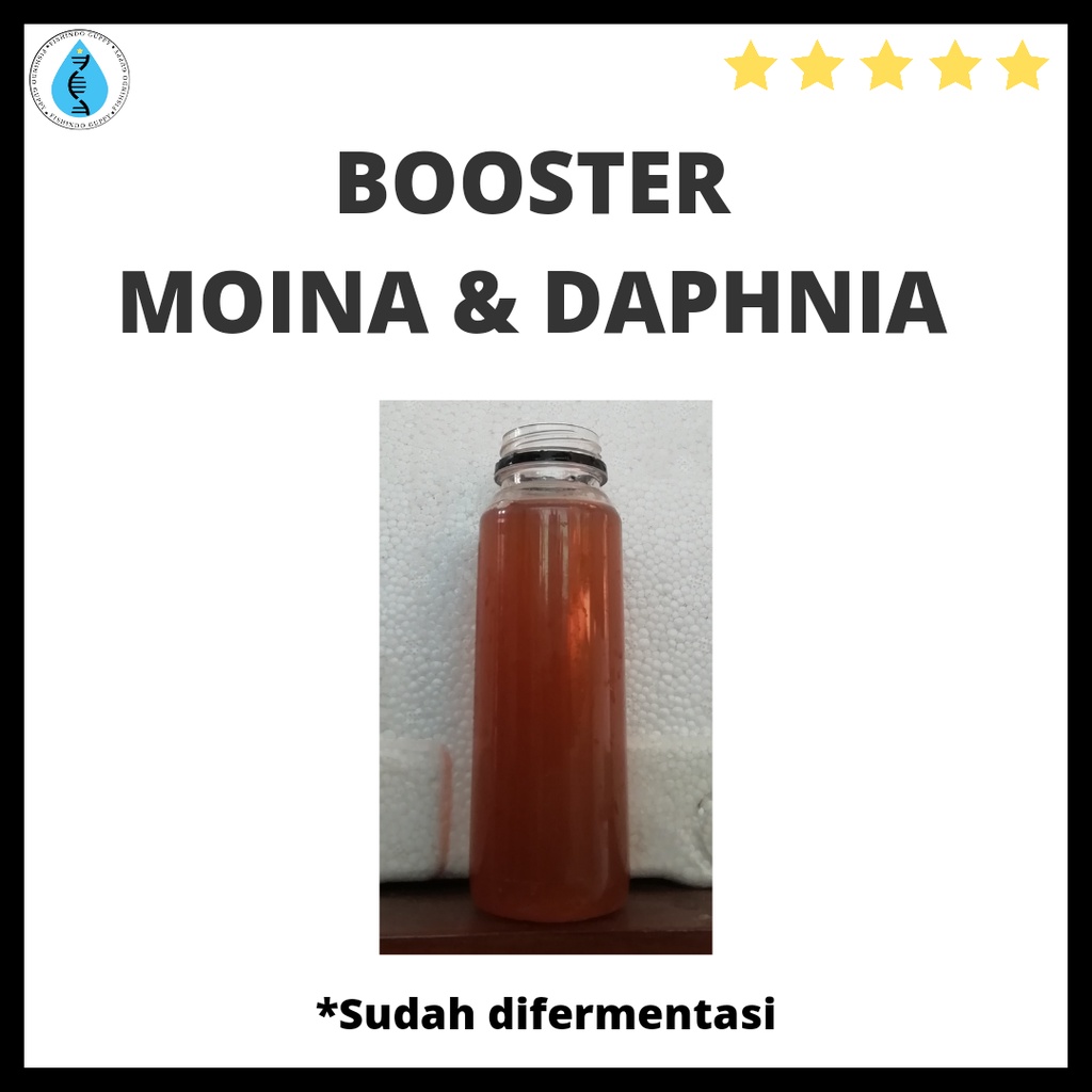 [Booster] Jamu Kutu Air Moina dan Daphnia Cepat Boom dan Sehat