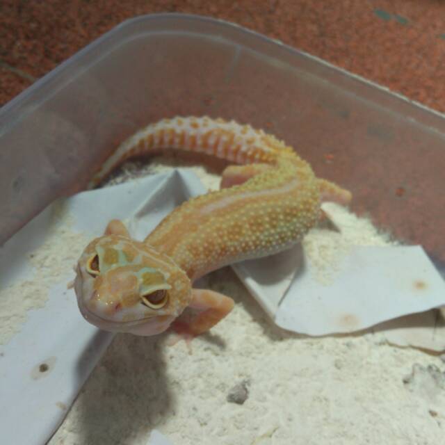 Mainan Untuk Hewan Leopard Gecko Murah Meriah Shopee Indonesia