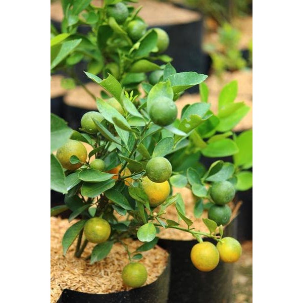 

6biji benih Buah Jeruk Calamondin - WISATA AGROTANI