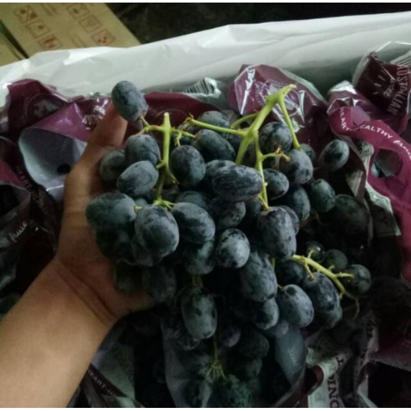 

ANGGUR HITAM AUTUMN ROYAL MANIS NON BIJI