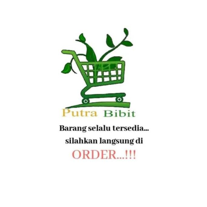 BIBIT JAMBU GETAS MERAH - POHON JAMBU BIJI MERAH - TANAMAN HERBAL LAPAK TERBAIK