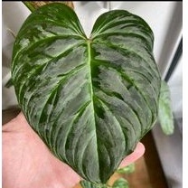 PHILODENDRON MAJESTIC 1 DAUN PANCING