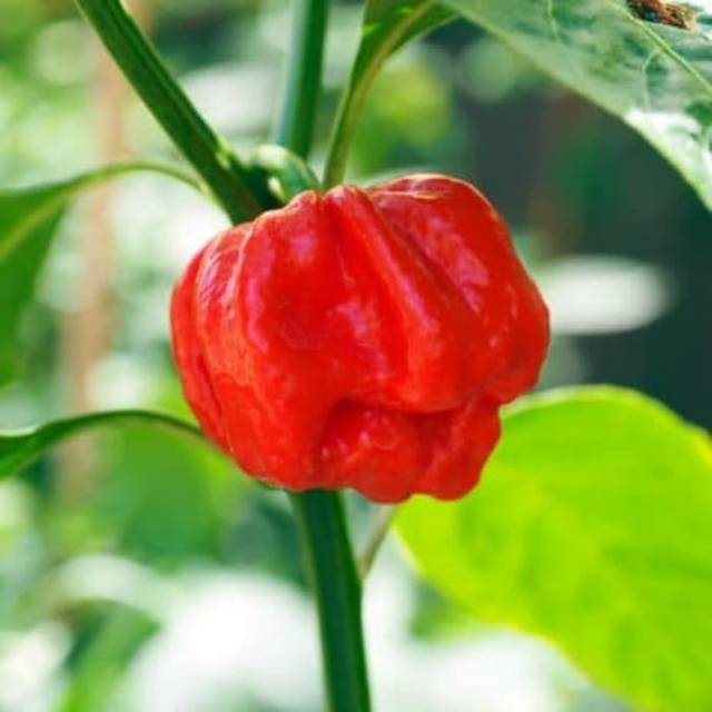 Benih - Biji - Bibit Cabe Hias Cabe Unik Cabe Patio Fire Pepper
