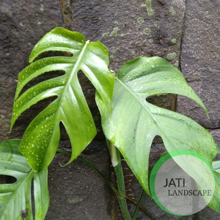 Tanaman Hias Philodendron Monstera Epipremnum Pinatum Uk Sedang Shopee Indonesia