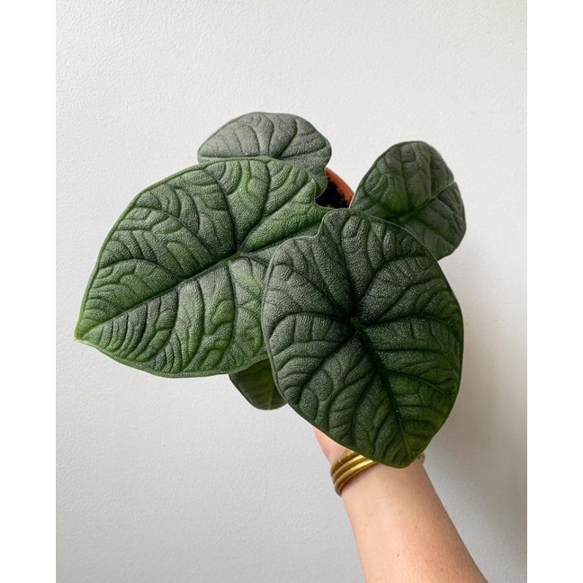 Tanaman hias Alocasia melo badak / Alocasia melow badak