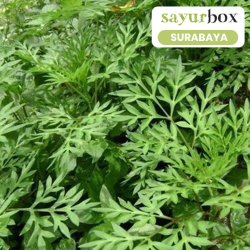 

Daun Kenikir Conventional 500 gram (Sayurbox) - SURABAYA