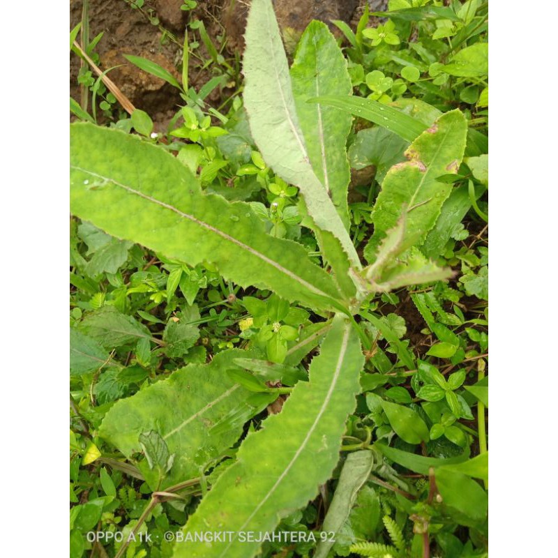 

daun tempuyung segar/fresh 500gram