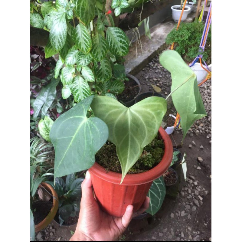 anthurium delta force