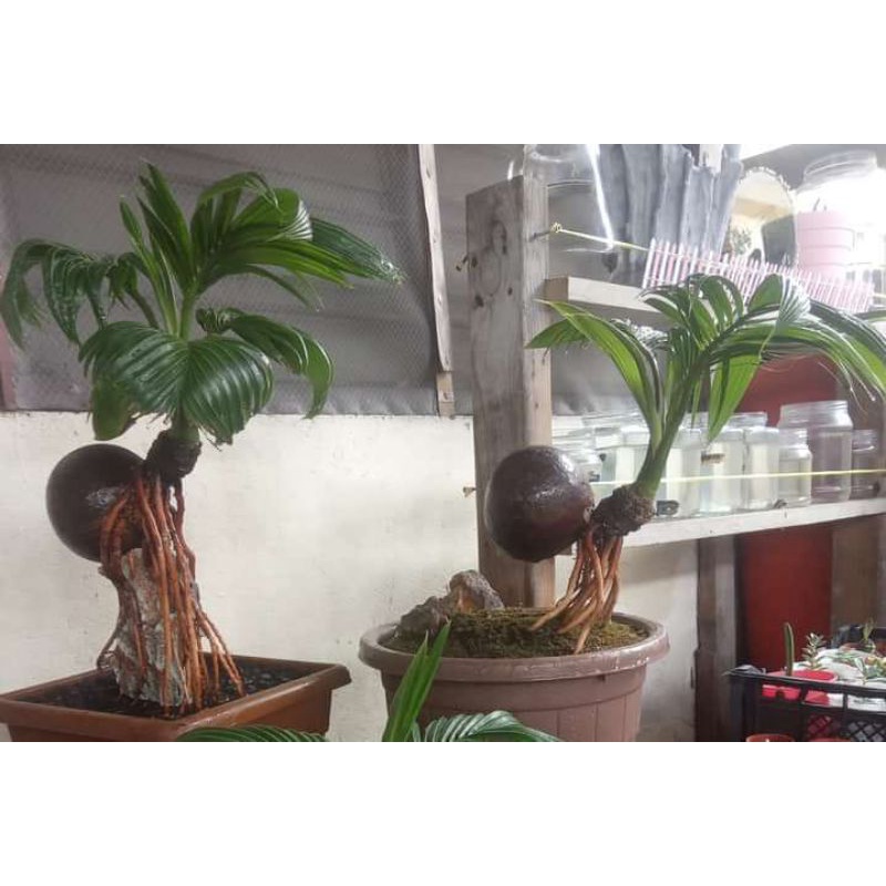 bonsai kelapa gading sudh pecah daun akar cengkram batok nungging  update 22 sep 2021