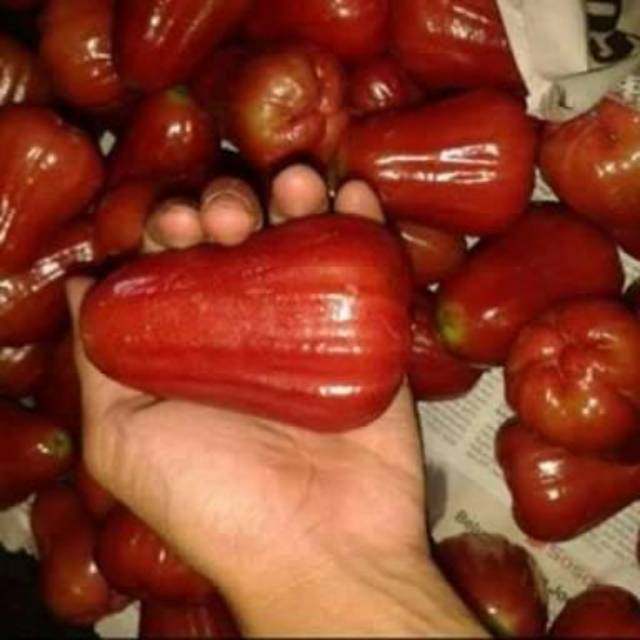 Bibit jambu air coklat