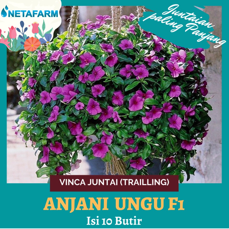 Benih Biji Bunga Vinca Juntai (Trailing) Anjani Ungu F1 - 10 Butir