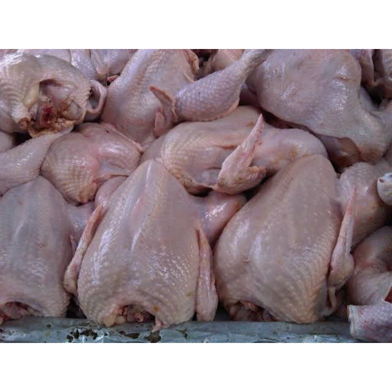 

Ayam Broiler 1,3 Kg, Ready Stock!