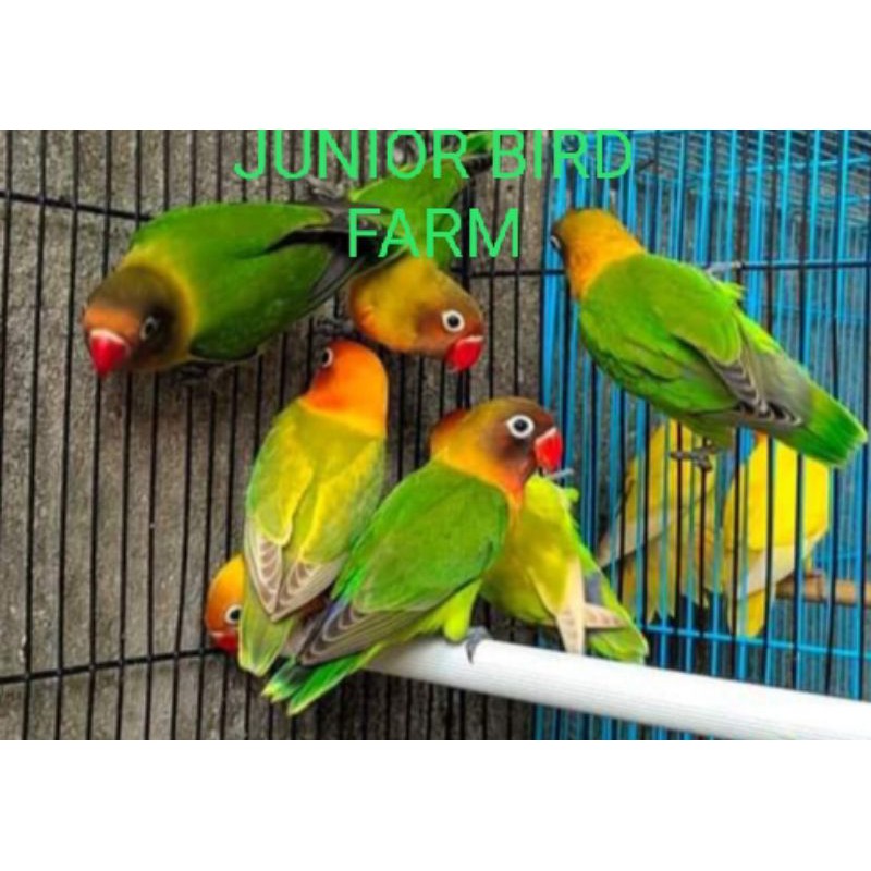 Burung love bird josan prospek Ring JUNIOR LBF