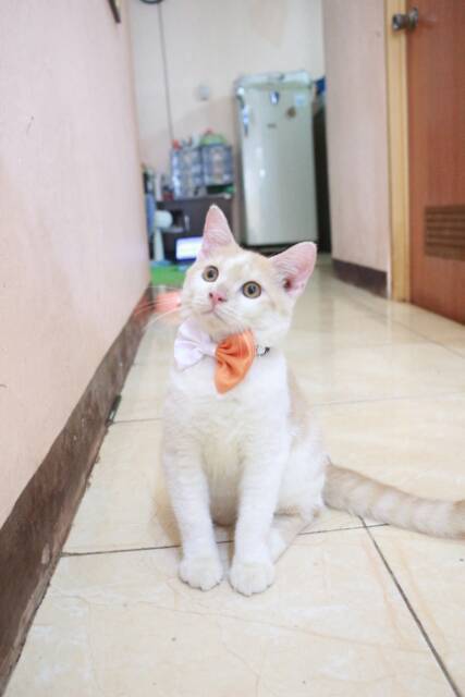 Bowtie dasi kupu-kupu orange putih untuk kucing dan anjing size kitten dan adult