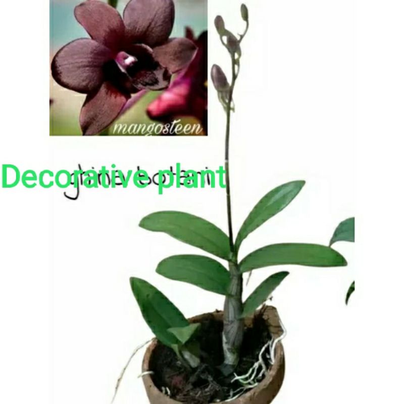 Anggrek Dendrobium Mangosteen sudah berbunga / anggrek dendrobium / pohon anggrek / anggrek dendrobium